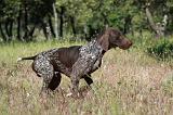 BRAQUE ALLEMAND 021